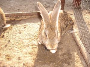 vand iepuri marele belgian