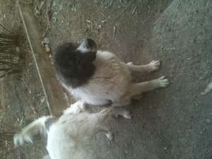 vand catel ciobanesc de bucovina 8 luni