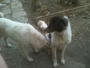 vand catel ciobanesc de bucovina 8 luni