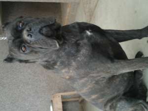 cane corso si dogo canario