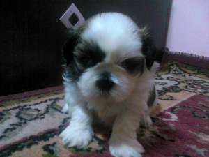 shih tzu