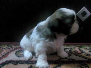 shih tzu