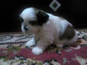 shih tzu