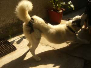 Vand Husky
