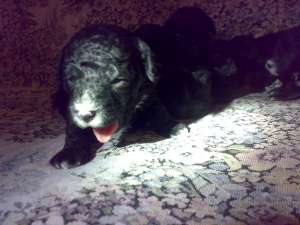 Vand catei caniche