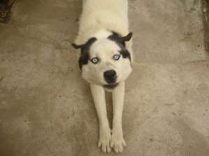 Vand Husky