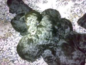 Vand catei caniche