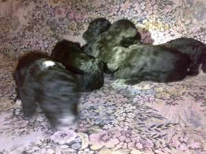 Vand catei caniche
