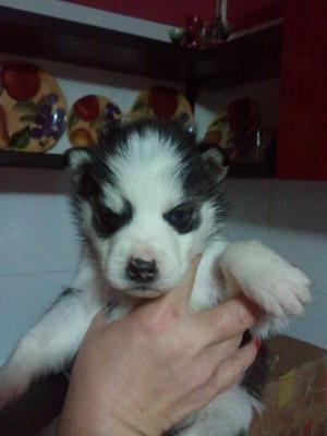 Vand pui husky