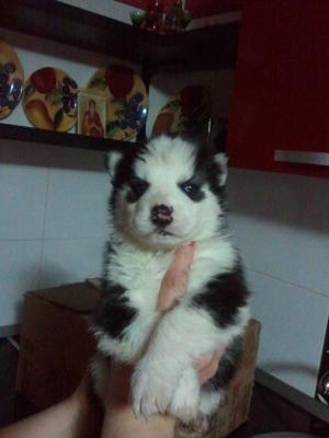 Vand pui husky