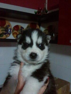 Vand pui husky