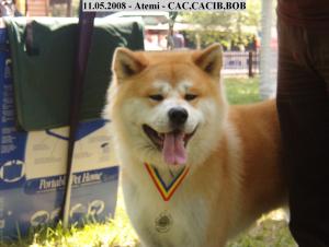 CANISA KIRYOKU GO - AKITA INU