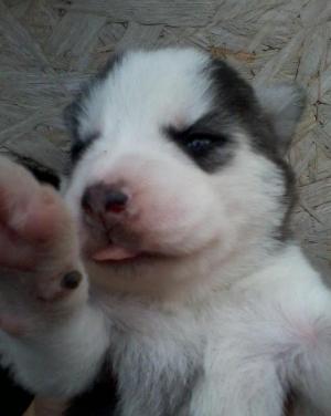 vand PUI HUSKY buzau