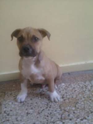 pui amstaff 2.5