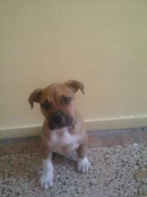 pui amstaff 2.5