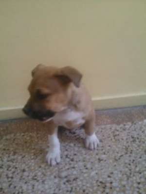 pui amstaff 2.5 luni