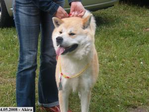 CANISA KIRYOKU GO - AKITA INU