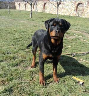 ROTTWEILER 10 LUNI VAND URGENT