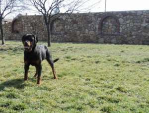ROTTWEILER 10 LUNI VAND URGENT