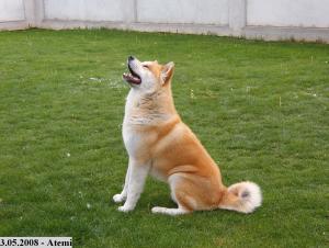 CANISA KIRYOKU GO - AKITA INU