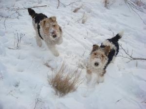fox terrier