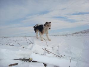 fox terrier