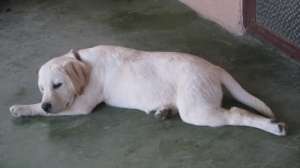 labrador retriver
