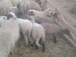 vand miei 2012