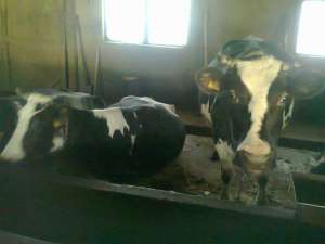 VAND FERMA BOVINE
