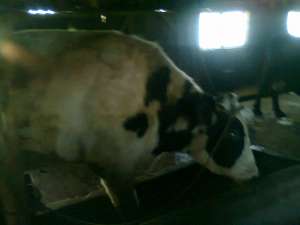VAND FERMA BOVINE