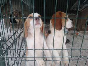 Vand femela Beagle