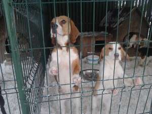 Vand femela Beagle