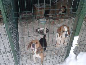 Vand femela Beagle