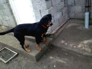 ROTTWEILER 9 LUNI VAND URGENT