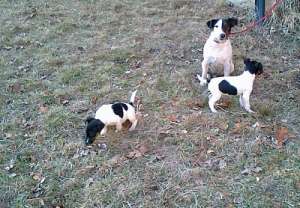 Vand pui Fox-Terrier par scurt