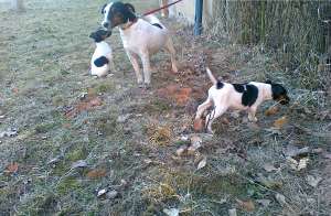 Vand pui Fox-Terrier par scurt
