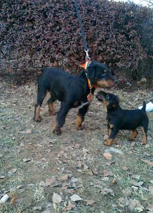 Vand pui Jagd-Terrier