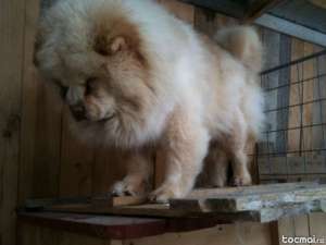 desfiintez canisa chow chow maturi