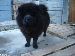 desfiintez canisa chow chow maturi