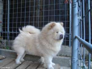 desfiintez canisa chow chow maturi