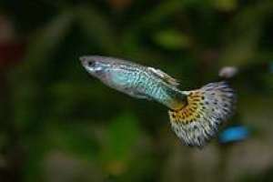 vind pesti guppy si acvariu beta
