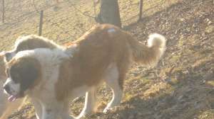 Femele saint bernard de vanzare adulte