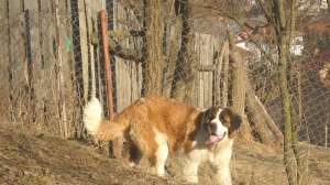 Femele saint bernard de vanzare adulte