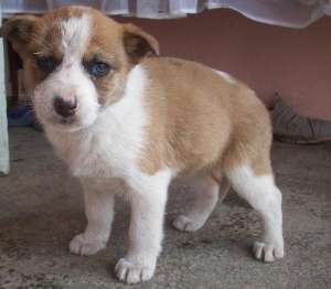 vanzare jack russell