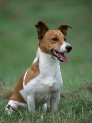 vanzare jack russell
