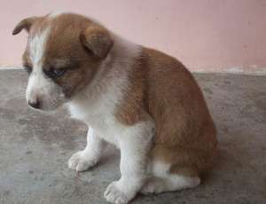 vanzare jack russell