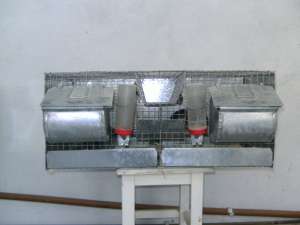 vand custi chinchilla