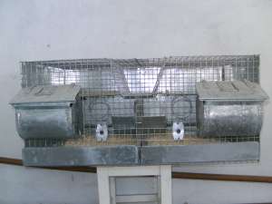 vand custi chinchilla