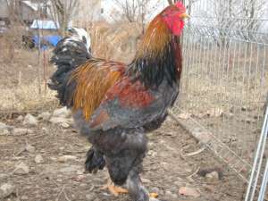 Vand cocos BRAHMA POTARNICHIU