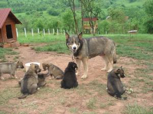 donez catea rasa ciobanesc german-huski